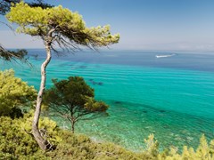 pine-forest-over-sea-in-greece
