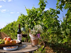 Виноградники и вино Грузии