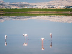 Фламинго. Соленое озеро. Ларнака