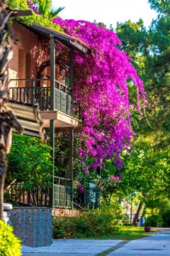 Grand Yazici Club Marmaris Palace - photo 5