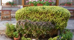 Kirios - photo 12
