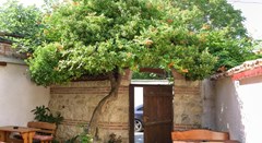 Kirios - photo 17