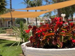 Planas: Terrace - photo 10