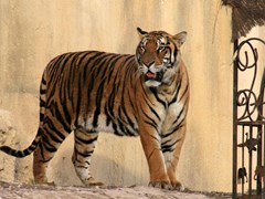 Magic Natura Animal, Waterpark & Polynesian Resort: Sports and Entertainment - photo 19