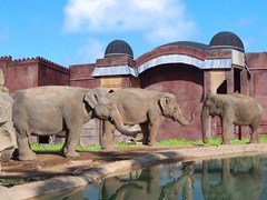 Magic Natura Animal, Waterpark & Polynesian Resort: Sports and Entertainment - photo 32