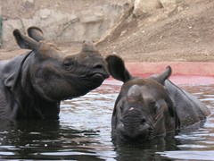 Magic Natura Animal, Waterpark & Polynesian Resort: Sports and Entertainment - photo 38