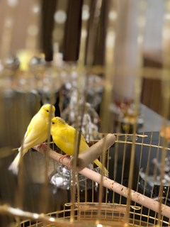 Grand Hotel Uyut: Lobby - photo 12