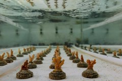 Fisherman`s Cove Resort - photo 5