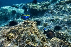 Six Senses Zil Pasyon - photo 91