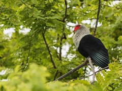North Island - photo 11