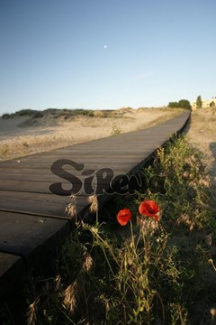 Sirena_SB - photo 30