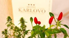 Karlovo - photo 17
