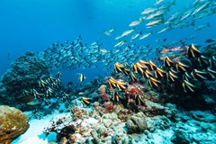 Summer Island Maldives Resort - photo 226
