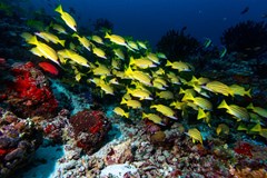 Summer Island Maldives Resort - photo 224
