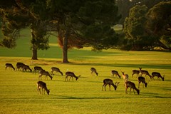 Brijuni Hotel Istra: Sports and Entertainment - photo 42