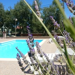 Villa Stari Dvor: Pool - photo 19