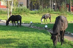 Derevnya Aleksandrovka Turistskij kompleks: Домашнее подворье - photo 35