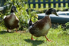 Derevnya Aleksandrovka Turistskij kompleks: Домашнее подворье - photo 37