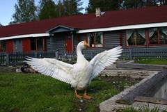 Derevnya Aleksandrovka Turistskij kompleks: Домашнее подворье - photo 34