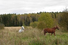 Ognikovo Park-otel`: Территория - photo 14