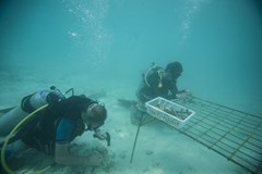 Taj Coral Reef Resort & Spa: Miscellaneous - photo 1