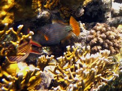 BRAYKA BAY - photo 141
