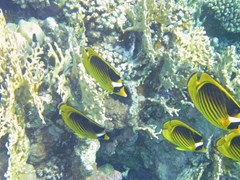 BRAYKA BAY - photo 149