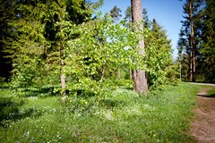 COUNTRY RESORT Otel`: Территория - photo 14